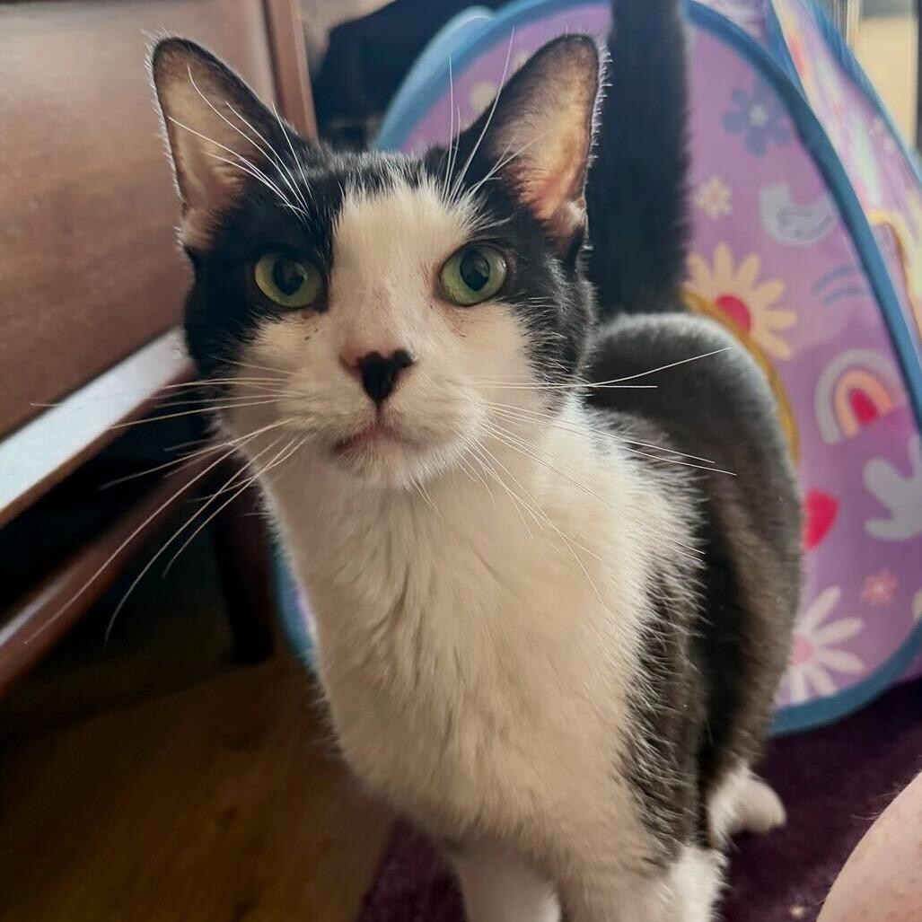 Enlarge Goofy, a Adoptable Domestic Short Hair in Oakland, CA image 3/5