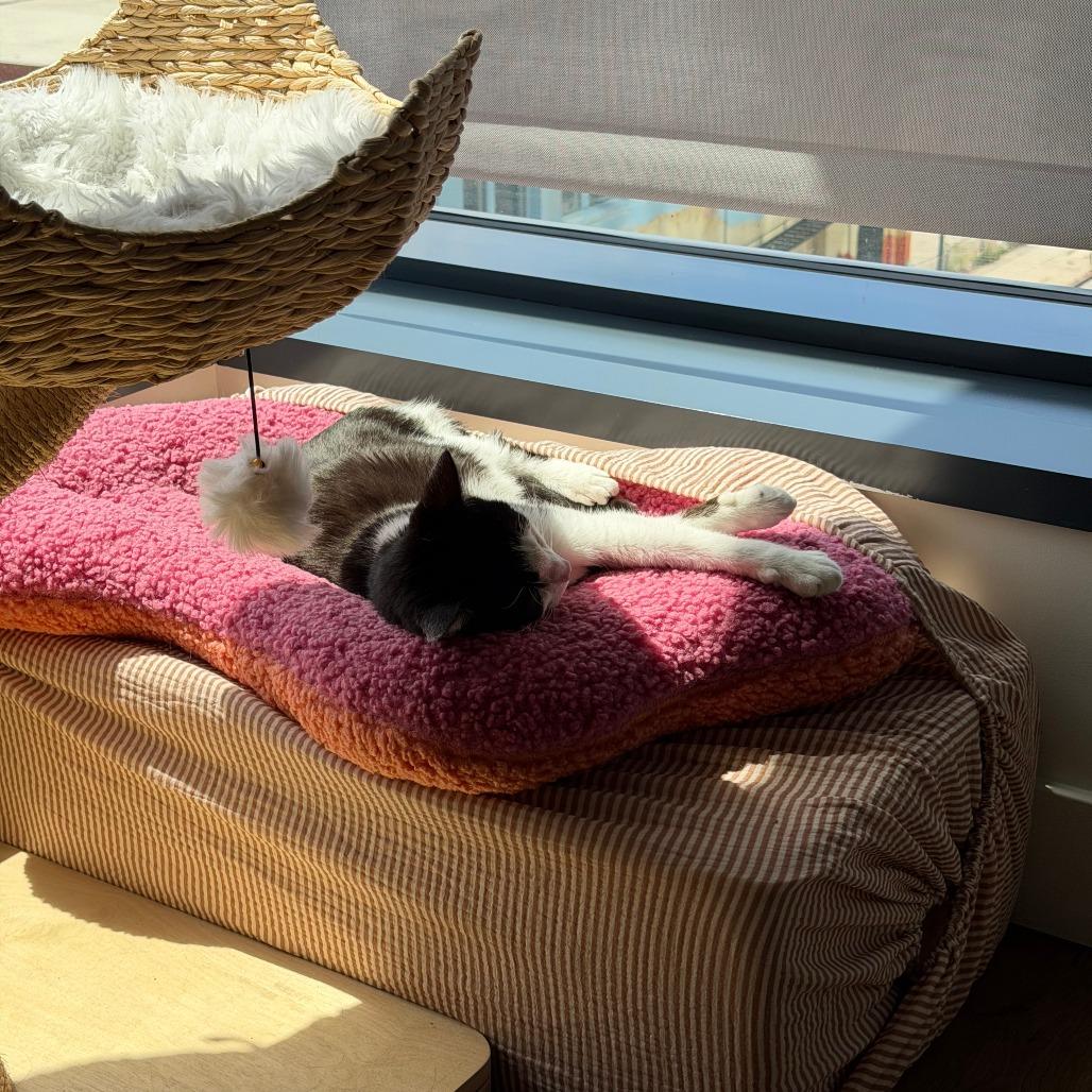 Enlarge Goofy, a Adoptable Domestic Short Hair in Oakland, CA image 4/5