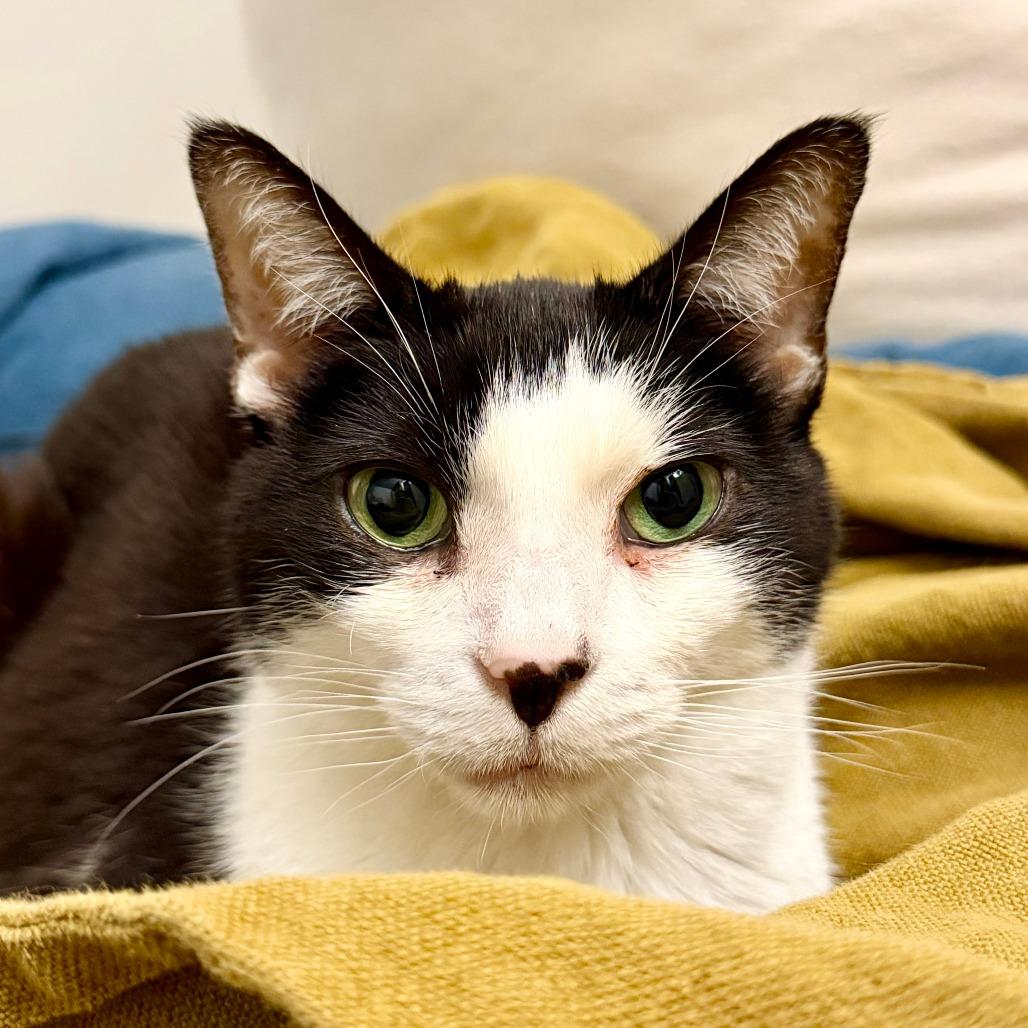 Enlarge Goofy, a Adoptable Domestic Short Hair in Oakland, CA image 5/5