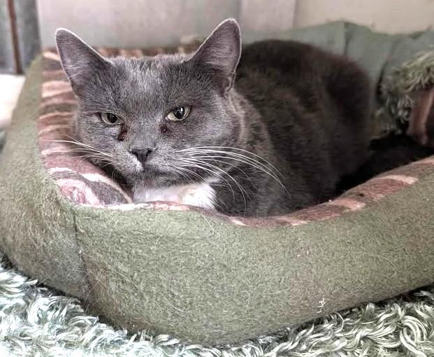 Enlarge aurora, a ADOPTABLE Domestic Short Hair in Chappell, NE image 1/2