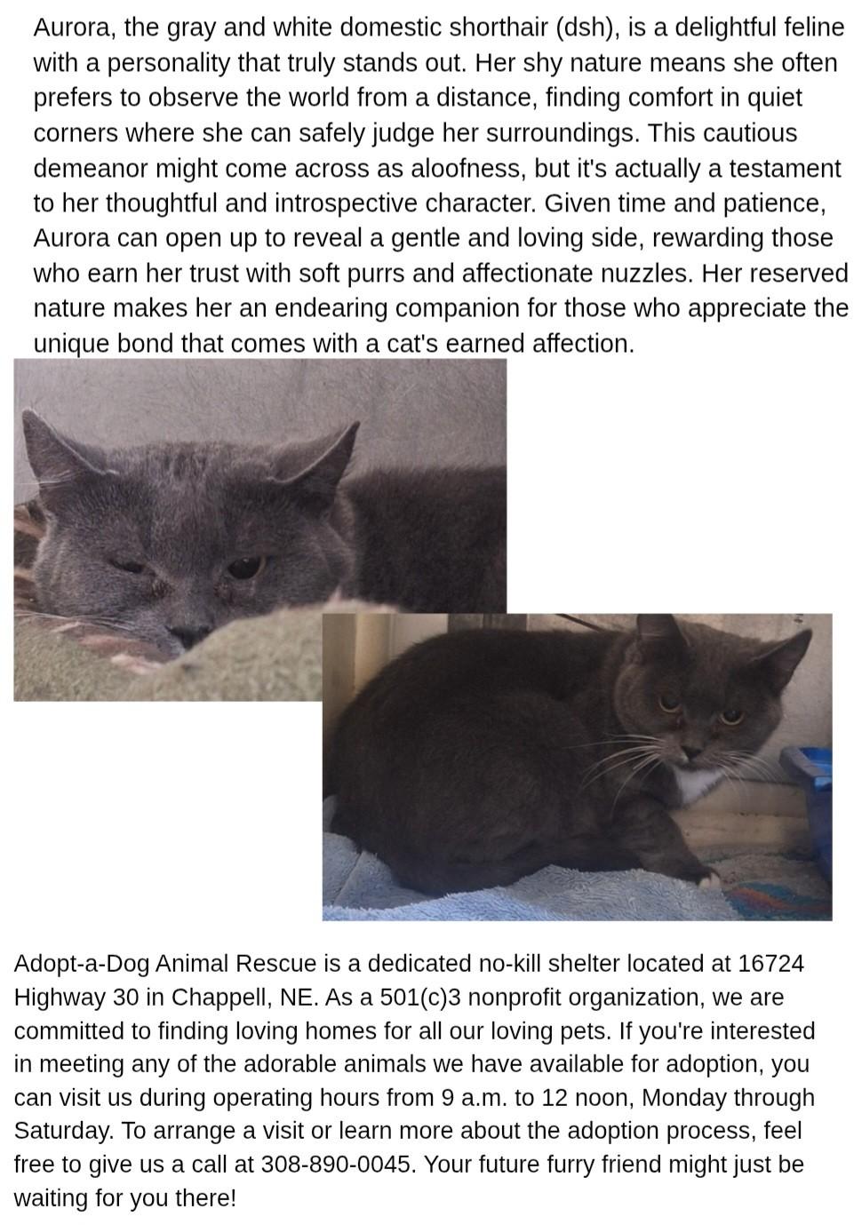 Enlarge aurora, a ADOPTABLE Domestic Short Hair in Chappell, NE image 2/2