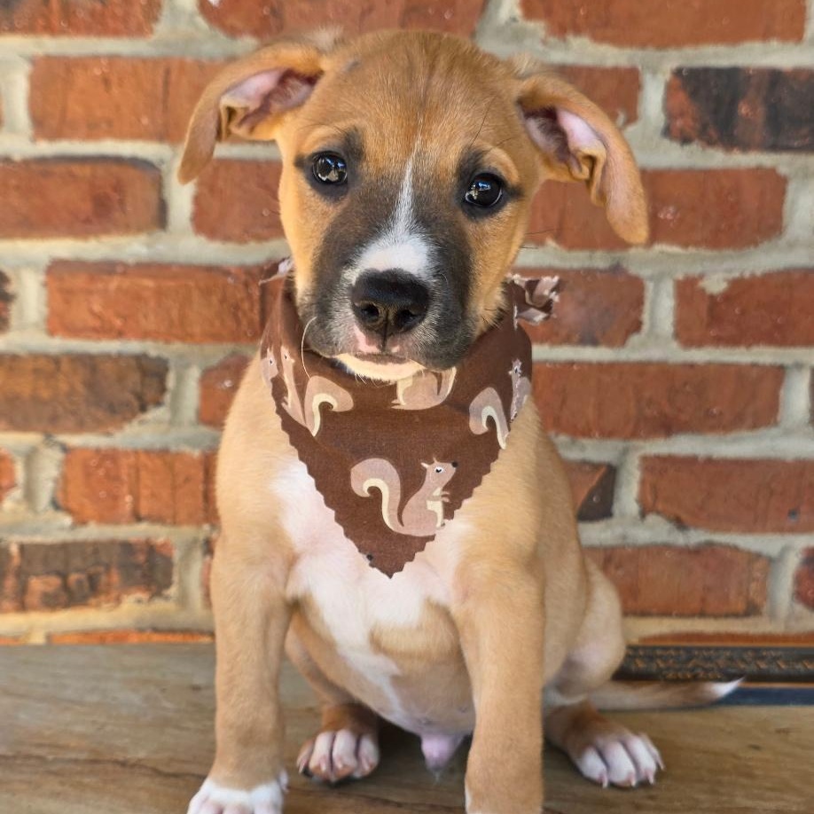 Jonagold, Adoptable, Puppy Male Mixed Breed.