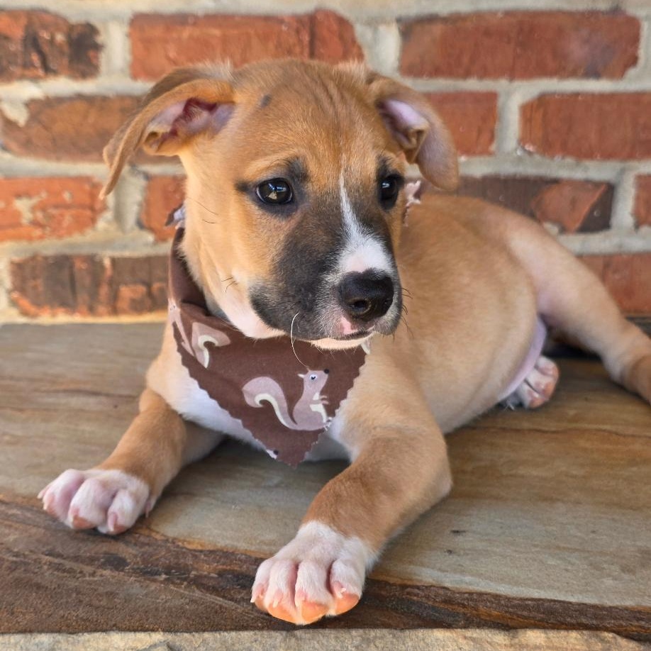 Enlarge Jonagold, a Adoptable Mixed Breed in Phenix City, AL image 4/5