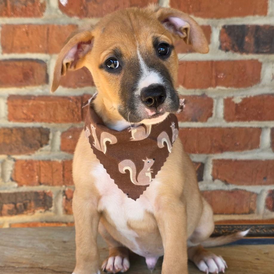 Enlarge Jonagold, a Adoptable Mixed Breed in Phenix City, AL image 2/5