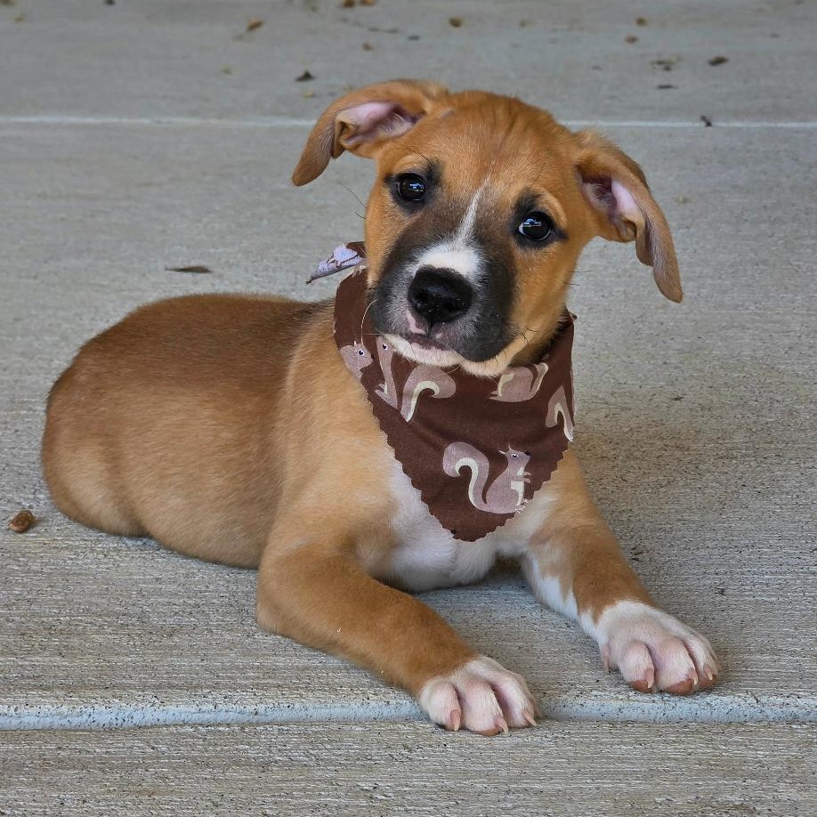 Enlarge Jonagold, a Adoptable Mixed Breed in Phenix City, AL image 3/5