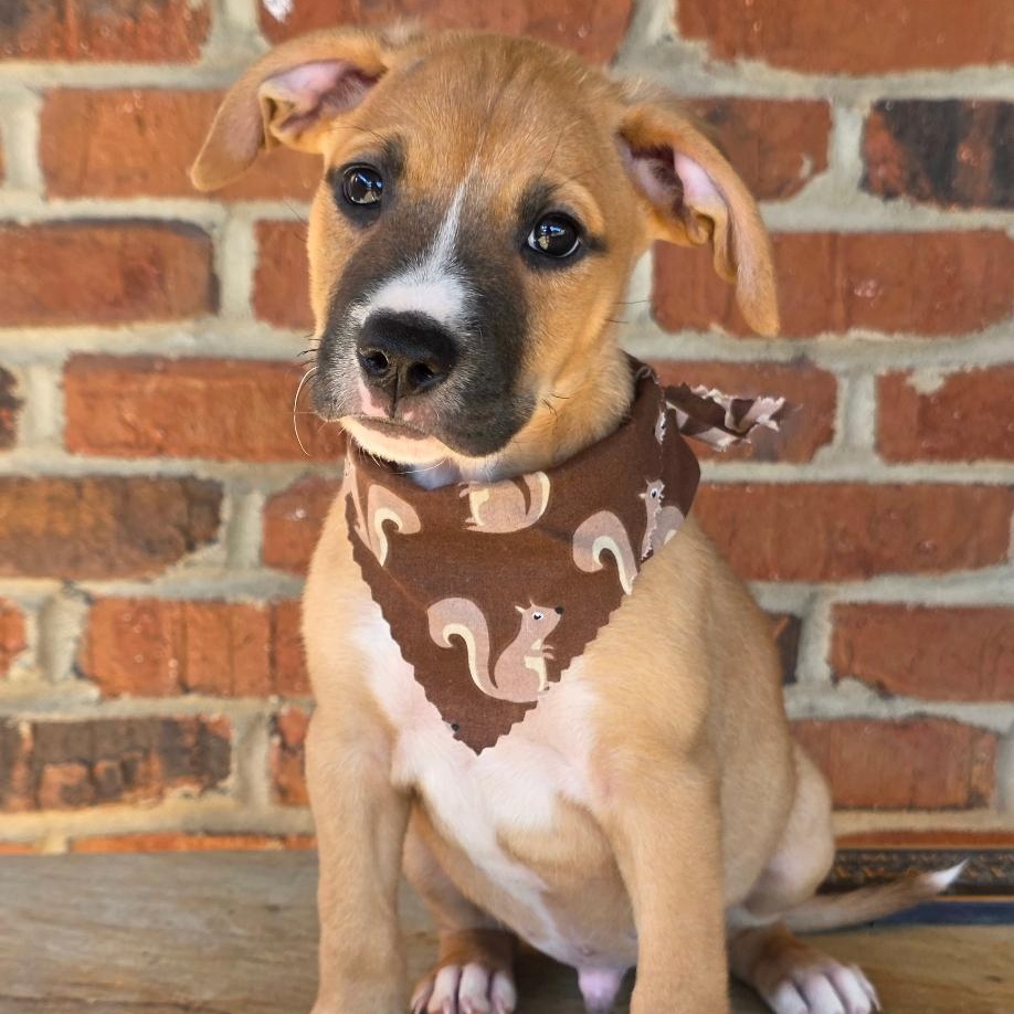 Enlarge Jonagold, a Adoptable Mixed Breed in Phenix City, AL image 5/5