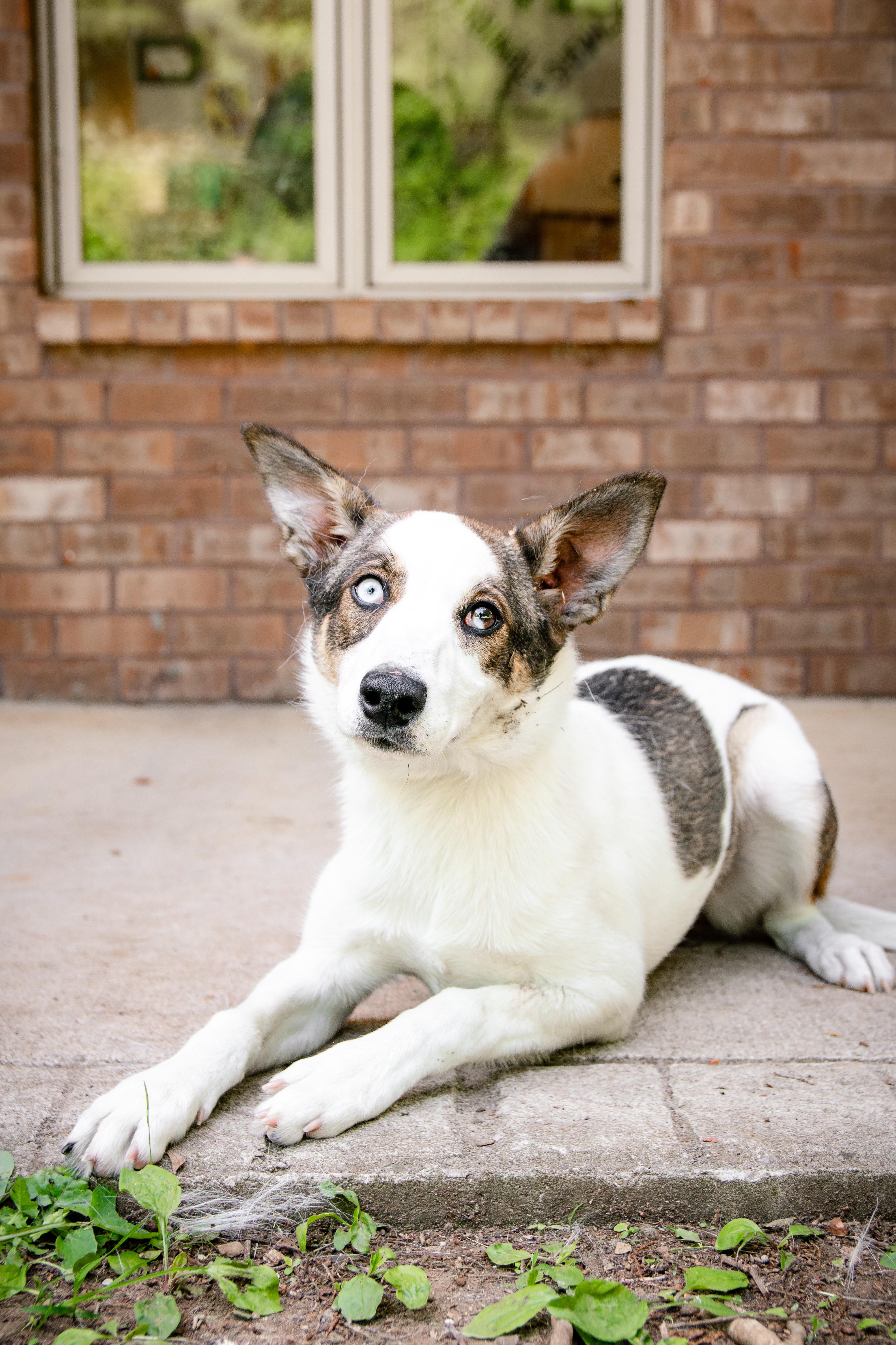 Afina, ADOPTABLE, Young Female Husky.
