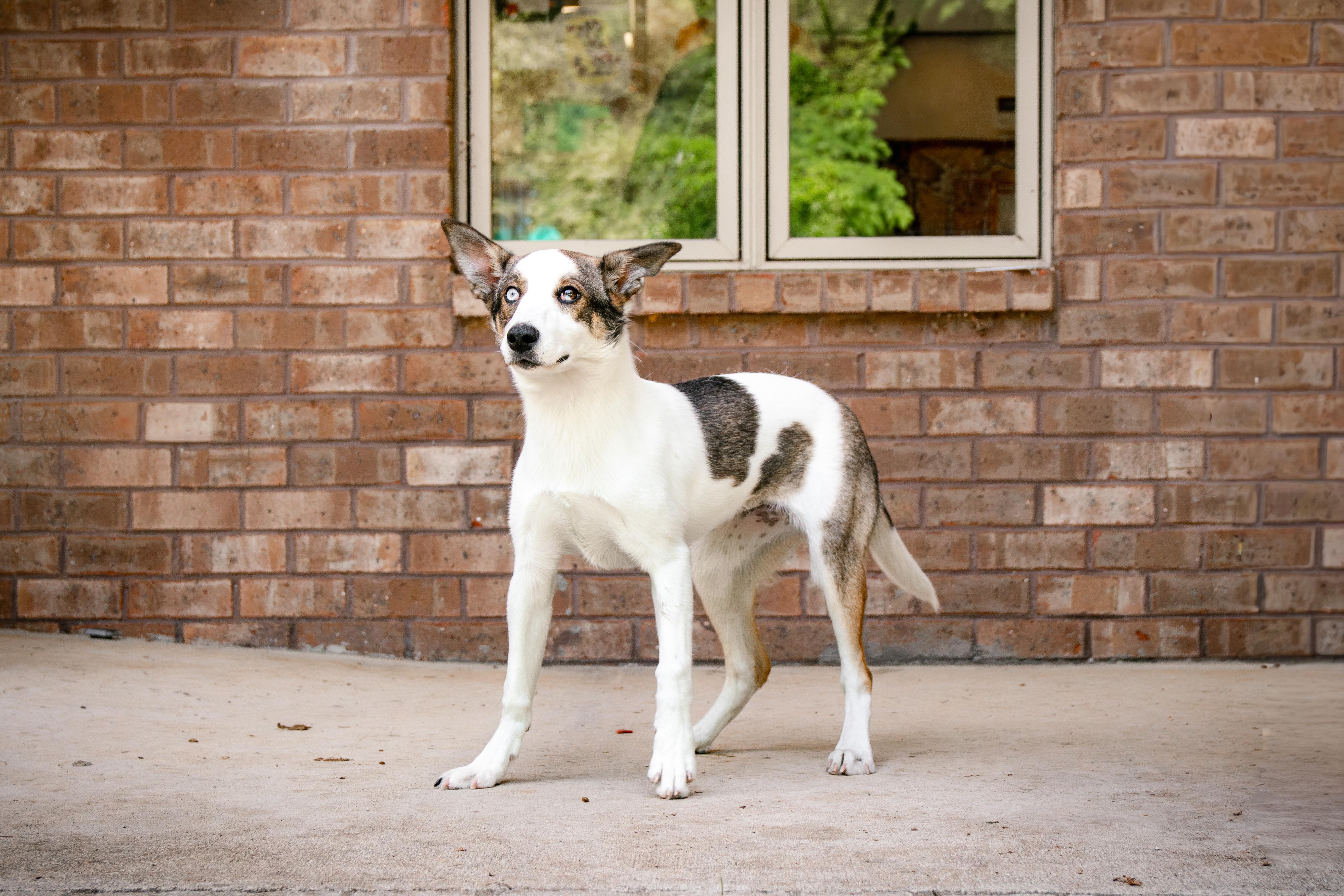 Enlarge Afina, a ADOPTABLE mixed breed in Loudon, TN image 2/2