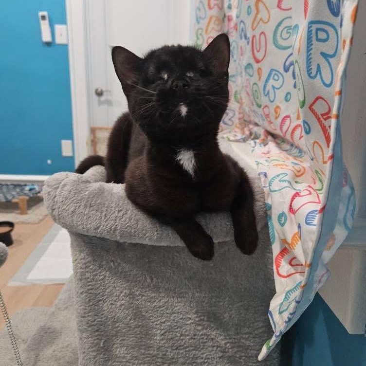 Eden , Adoptable, Young Female Domestic Short Hair.