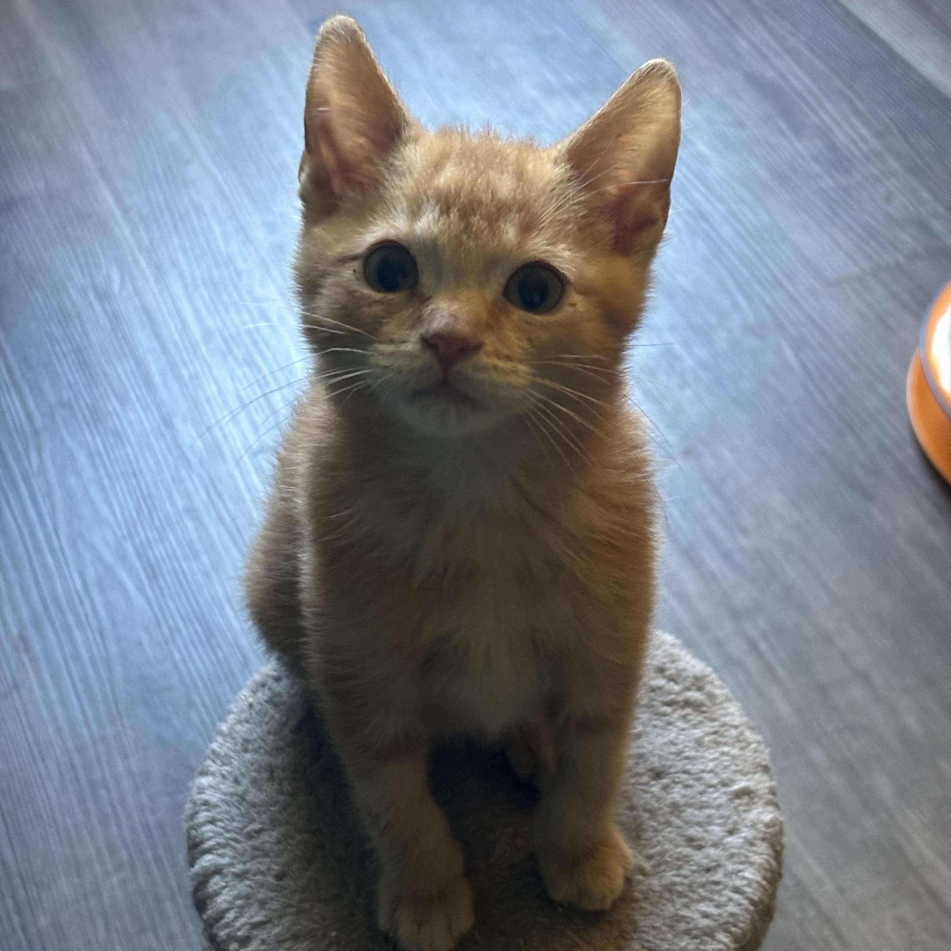 Enlarge Rally (Bonded with Pipsqueak), a Adopted Domestic Short Hair in Everett, ON image 3/4
