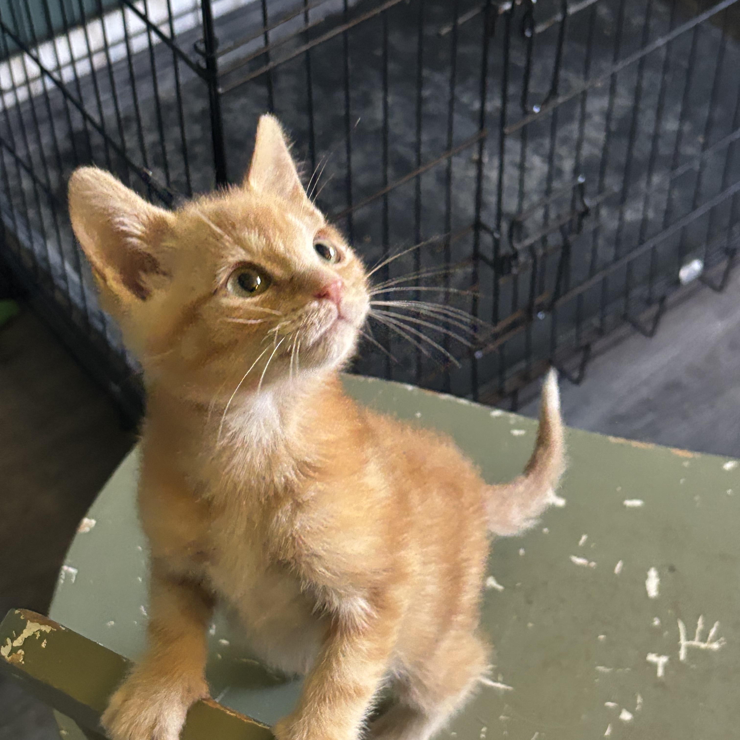 Enlarge Rally (Bonded with Pipsqueak), a Adopted Domestic Short Hair in Everett, ON image 2/4