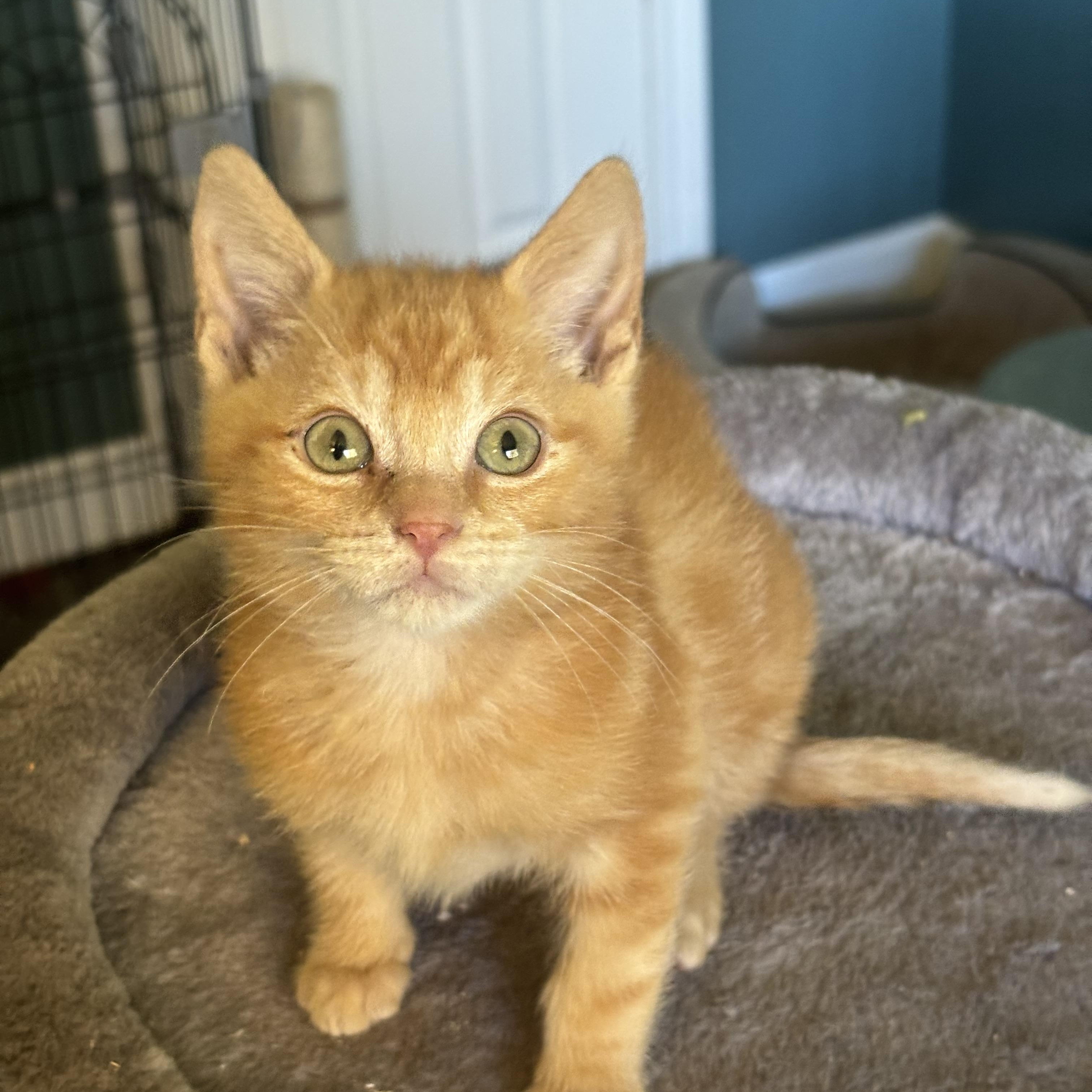 Rally (Bonded with Pipsqueak), Adopted, Kitten Male Domestic Short Hair.