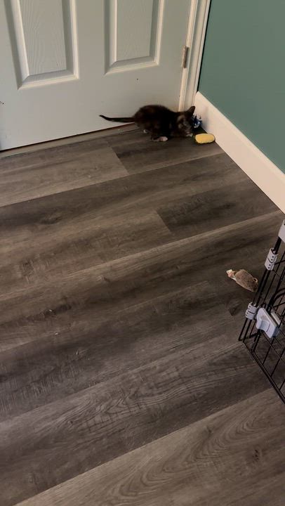 Enlarge Rally (Bonded with Pipsqueak), a Adopted Domestic Short Hair in Everett, ON video 4/4