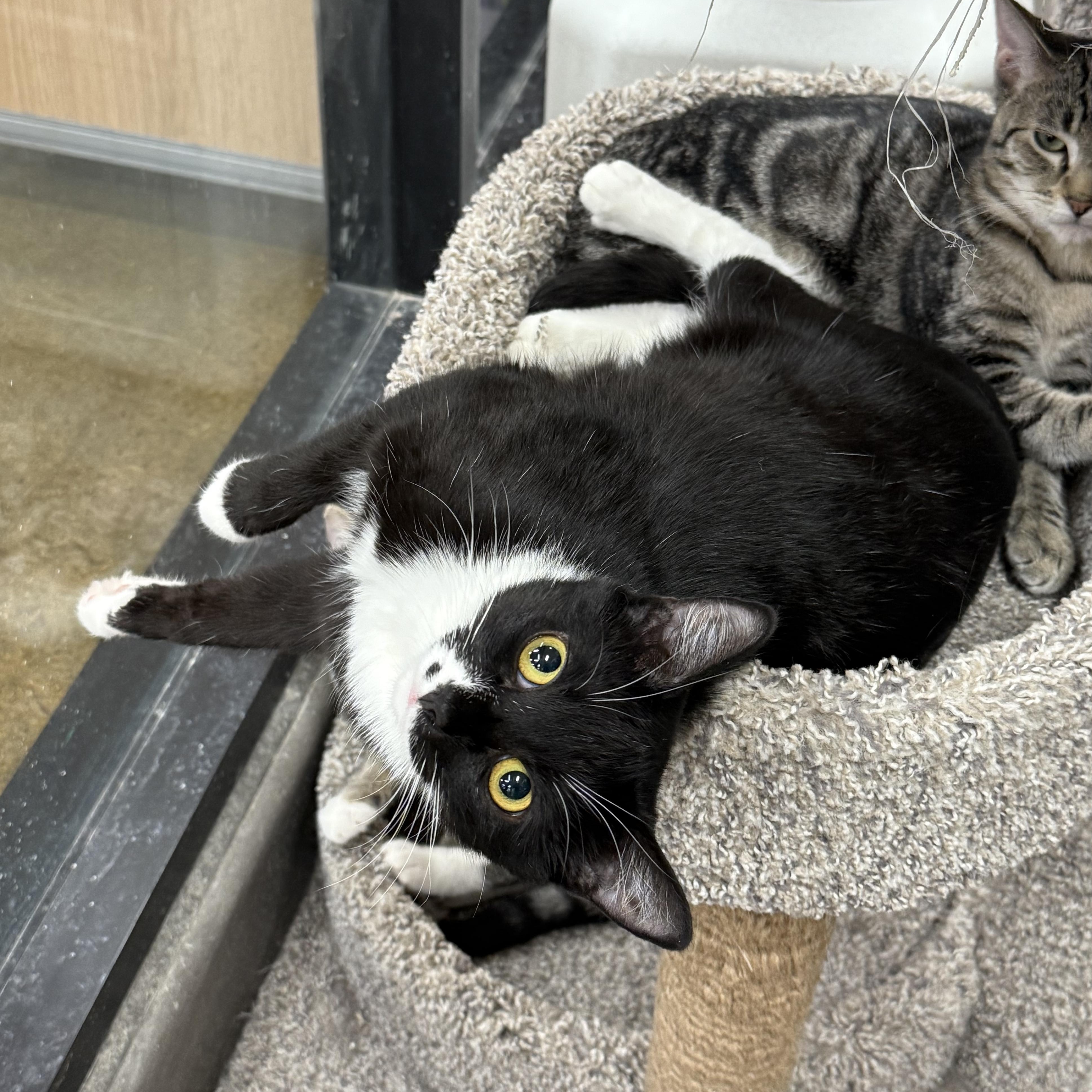 Marilyn, a Adoptable mixed breed in Antioch, CA image 3/4