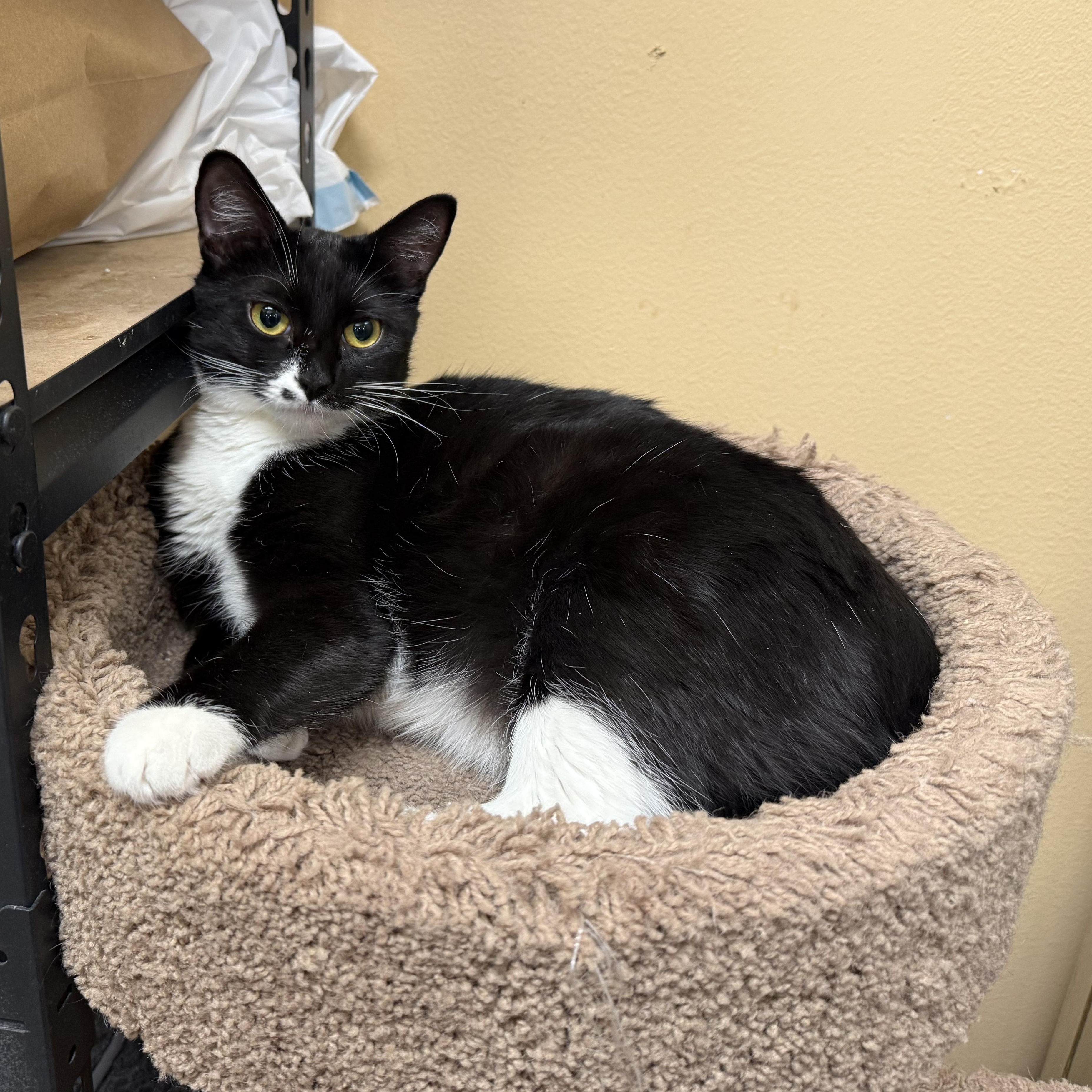 Marilyn, a Adoptable mixed breed in Antioch, CA image 2/4