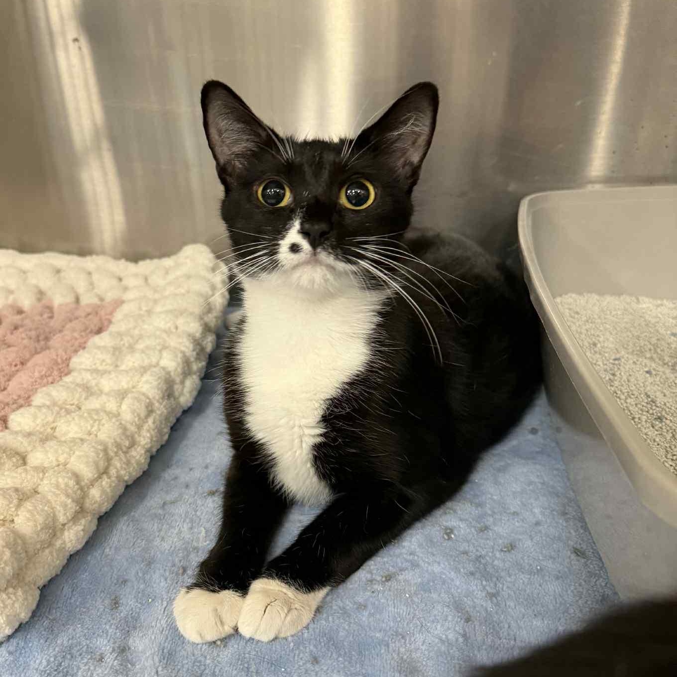 Marilyn, a Adoptable mixed breed in Antioch, CA image 1/4