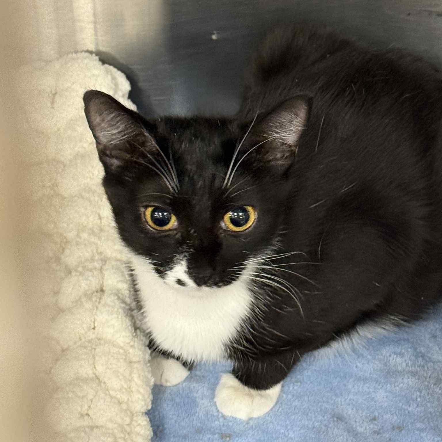 Marilyn, a Adoptable mixed breed in Antioch, CA image 4/4