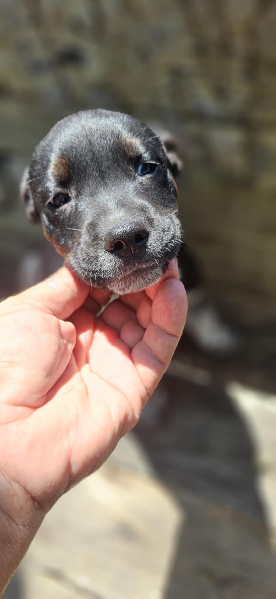 Dog for adoption Sammy, an Australian Cattle Dog / Blue Heeler in