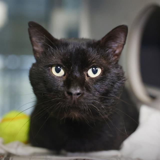 SIR ISAAC MEWTON, Adoptable, Adult Male Domestic Short Hair.