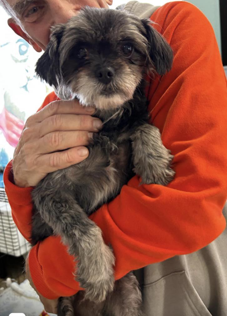 Trixie, an adopted Shih Tzu in Glendale, NY image 4/6