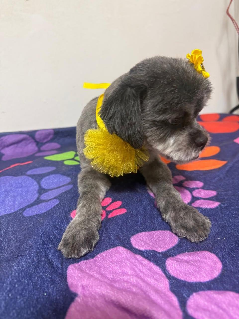 Trixie, an adopted Shih Tzu in Glendale, NY image 5/6