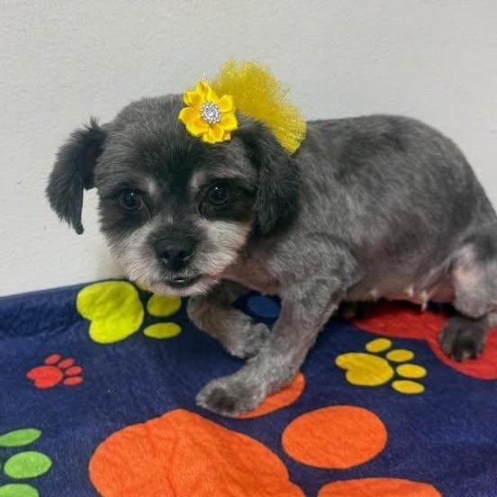 Trixie, an adopted Shih Tzu in Glendale, NY image 2/6