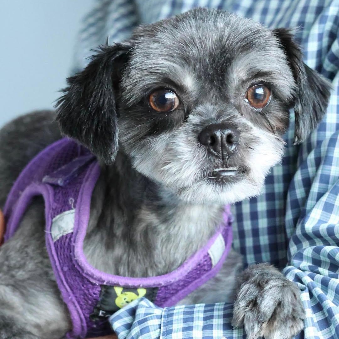 Trixie, an adopted Shih Tzu in Glendale, NY image 1/6