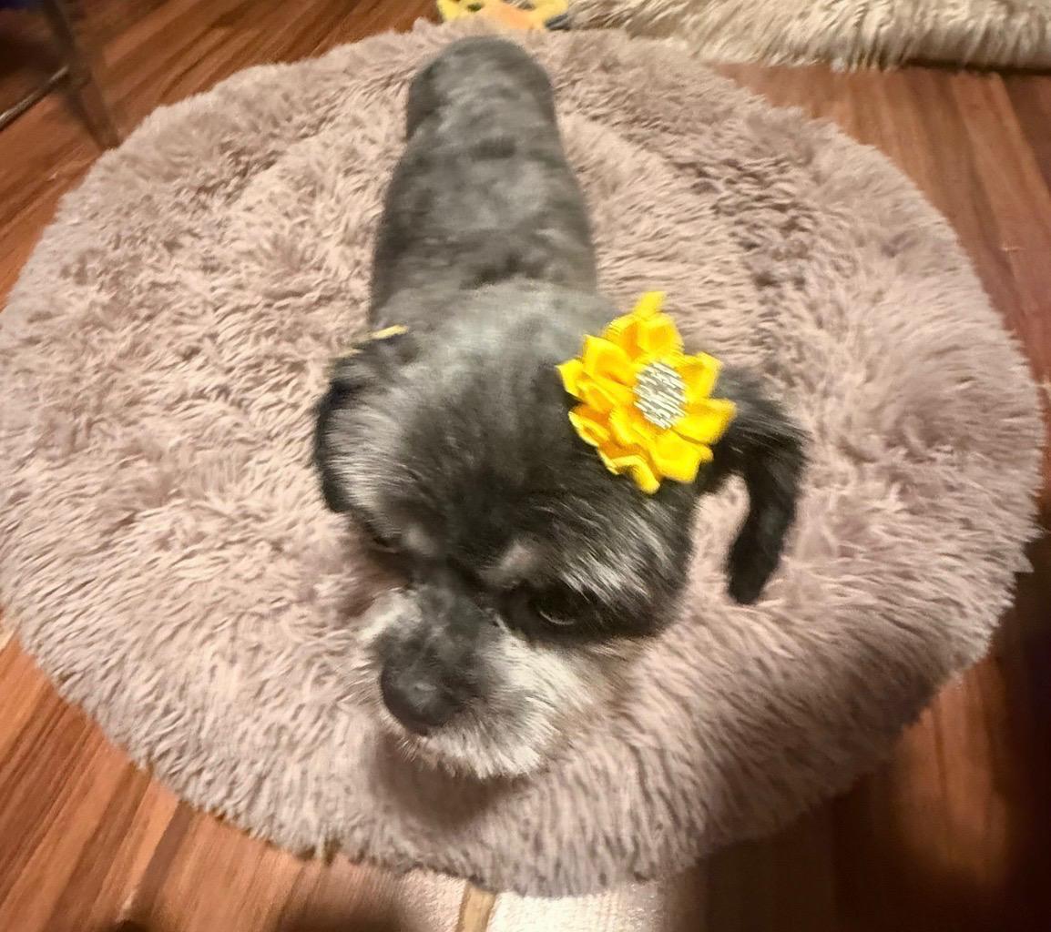 Trixie, an adopted Shih Tzu in Glendale, NY image 6/6