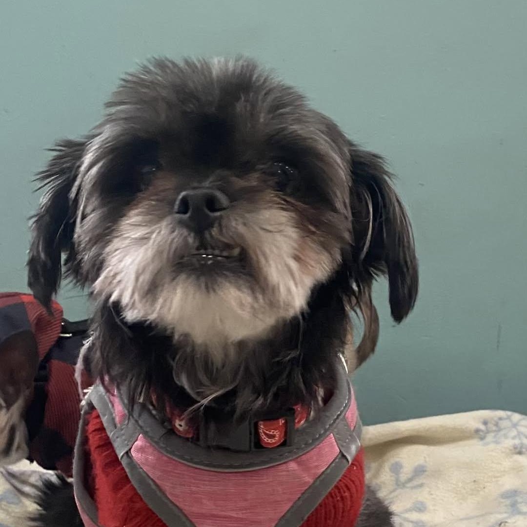 Trixie, an adopted Shih Tzu in Glendale, NY image 3/6