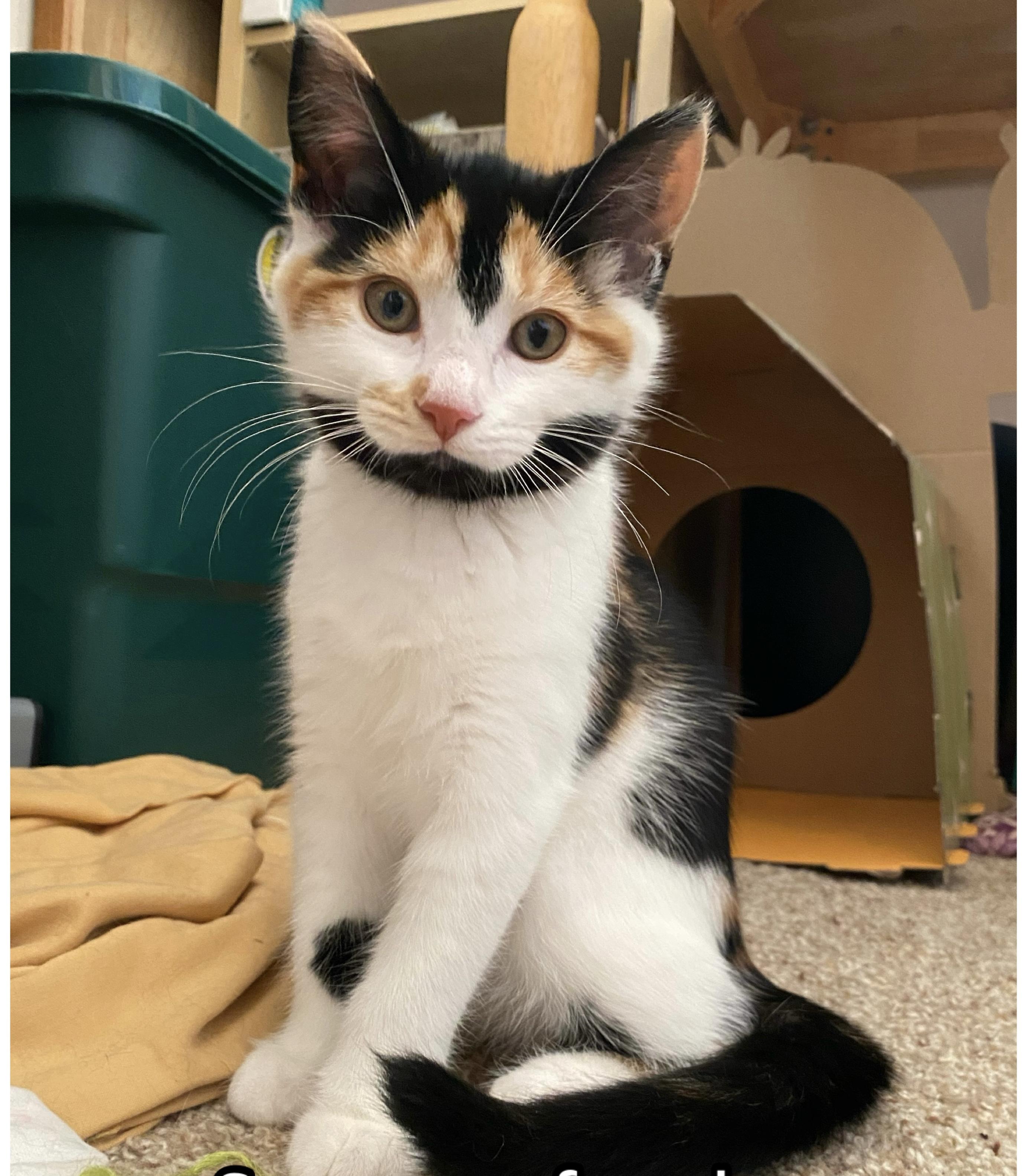 Sparrow, Baby Female Domestic Short Hair