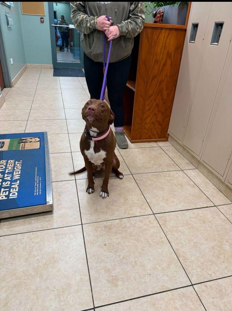 Katniss, Adoptable, Adult Female Labrador Retriever.