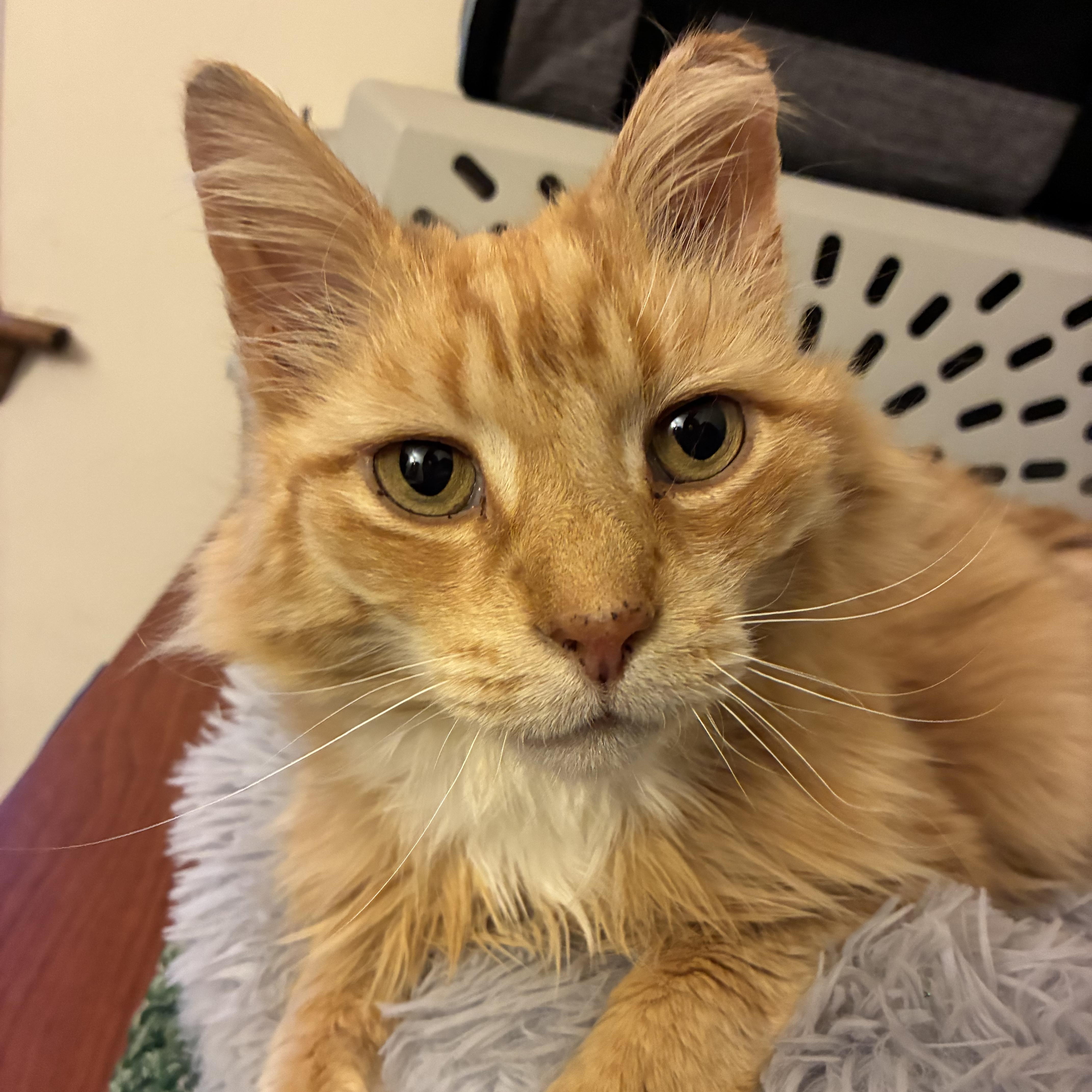 Luca, ADOPTABLE, Adult Male Domestic Long Hair.