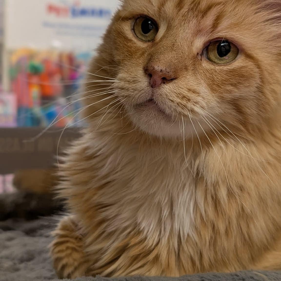 Luca, ADOPTABLE, Adult Male Domestic Long Hair.