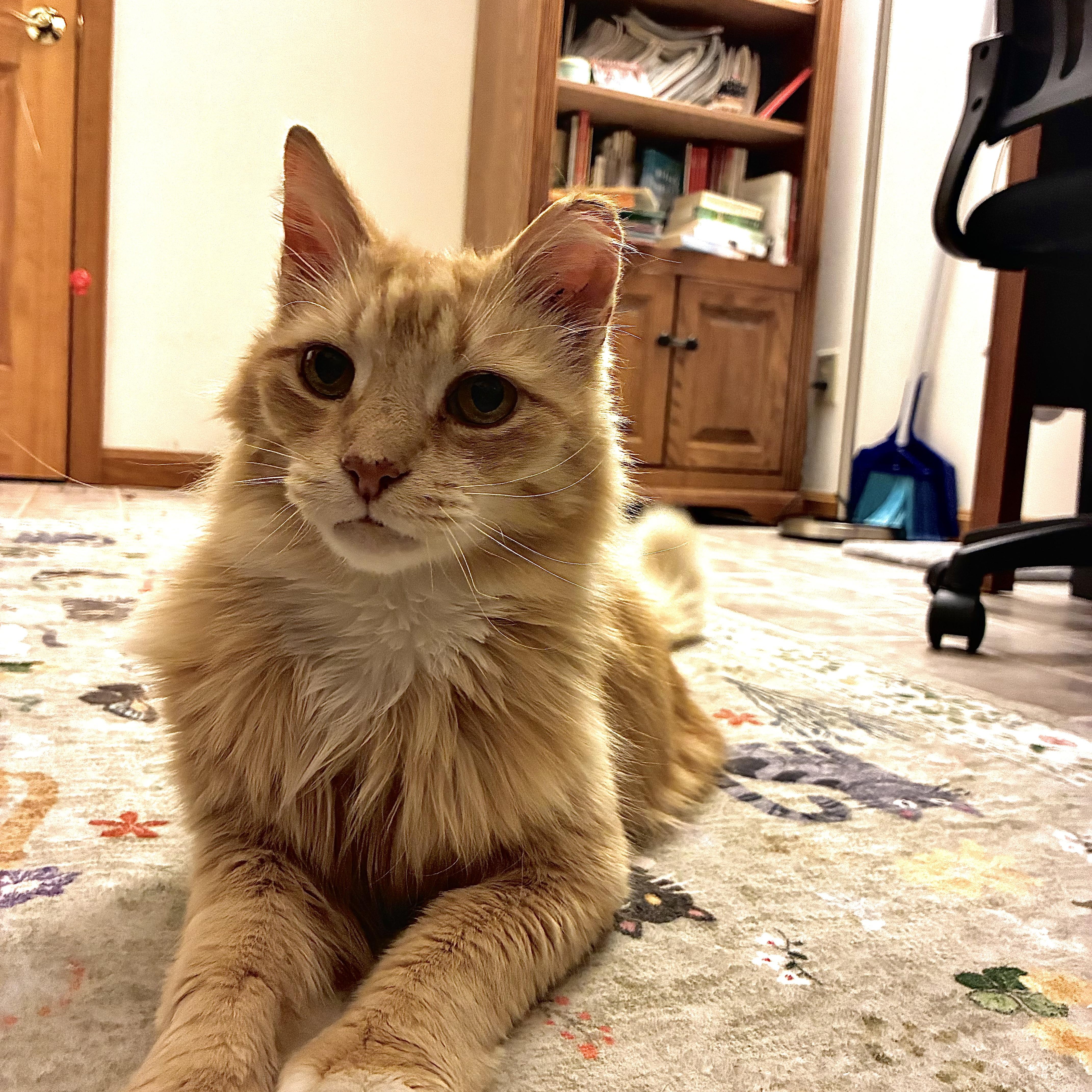Enlarge Luca, a ADOPTABLE Domestic Long Hair in Sewell, NJ image 2/3
