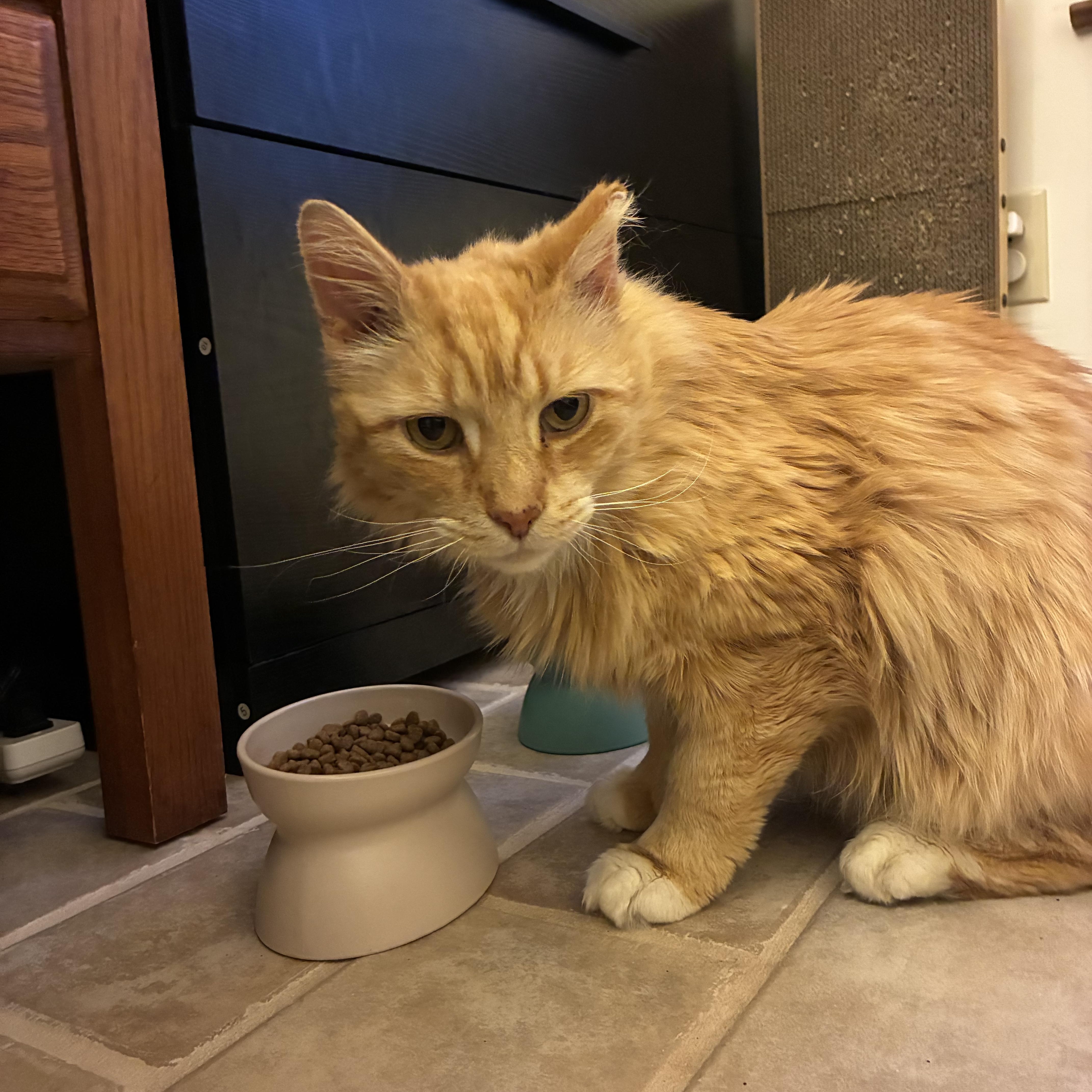 Enlarge Luca, a ADOPTABLE Domestic Long Hair in Sewell, NJ image 3/3