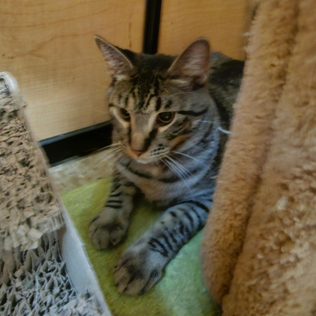 Enlarge Hickory, a ADOPTABLE Tabby in SCOTTSDALE, AZ image 2/2