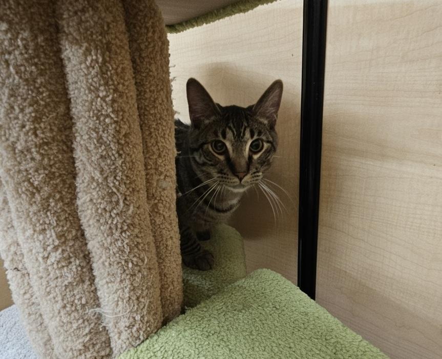 Enlarge Hickory, a ADOPTABLE Tabby in SCOTTSDALE, AZ image 1/2