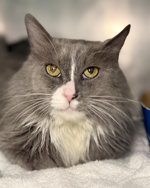 Enlarge EKATERINA, a Adoptable Domestic Medium Hair in Fort Walton Beach, FL image 1/1