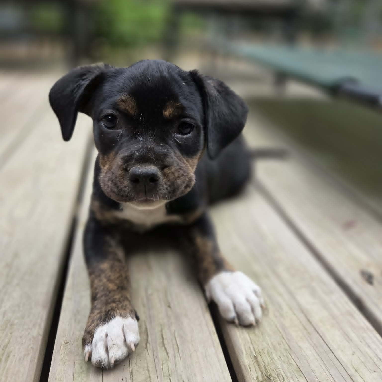 Bertha, a Adoptable mixed breed in Schenectady, NY image 1/6