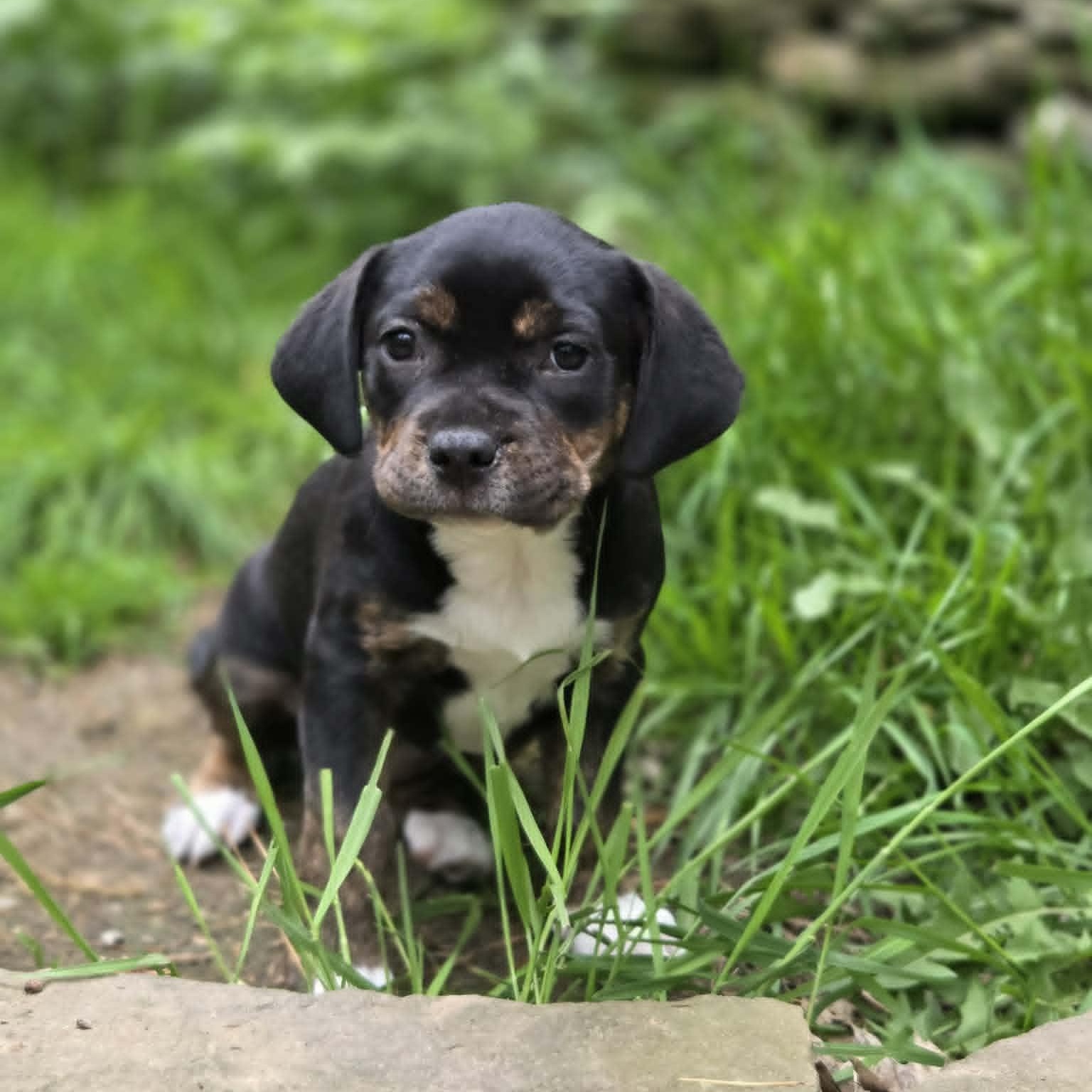 Bertha, a Adoptable mixed breed in Schenectady, NY image 3/6