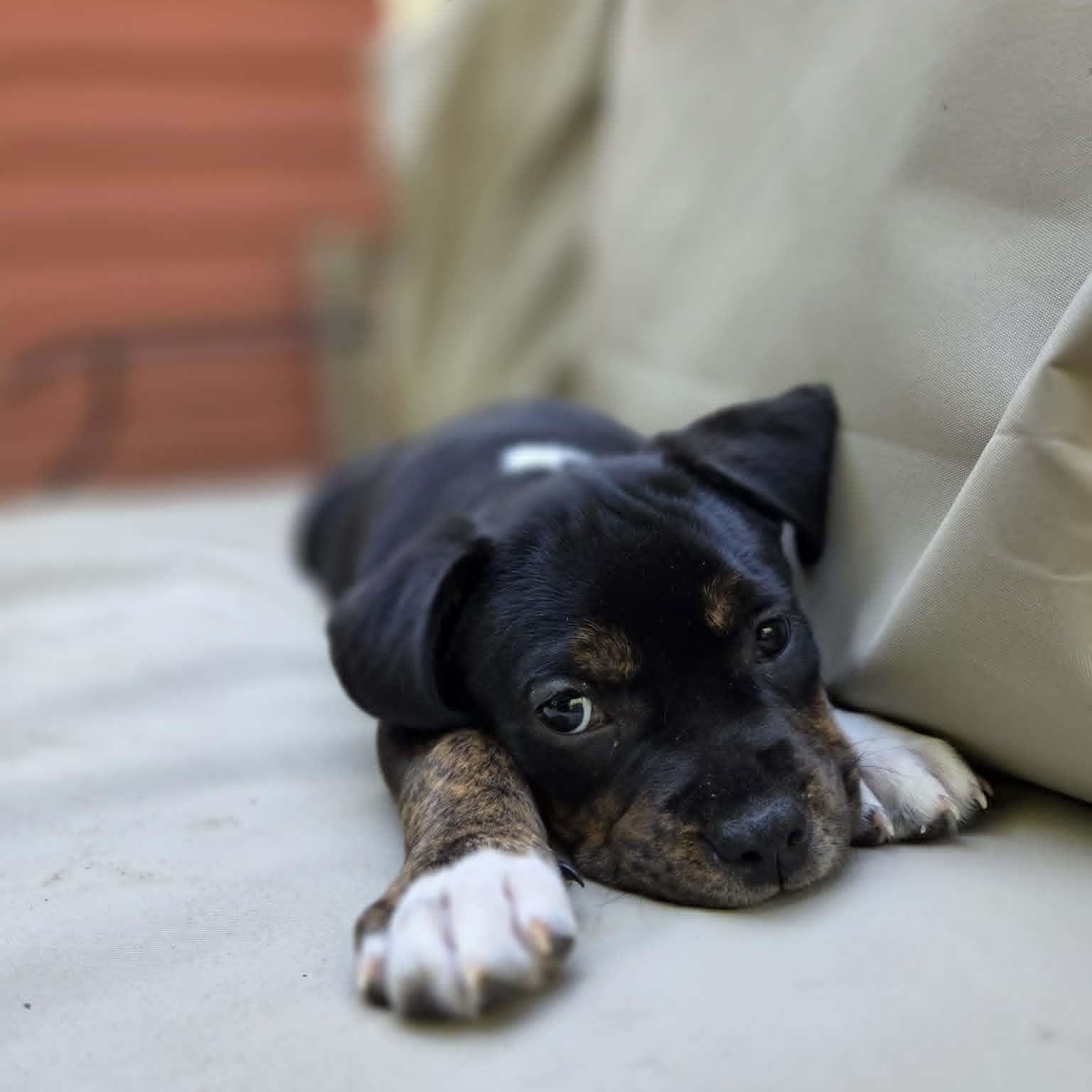 Bertha, a Adoptable mixed breed in Schenectady, NY image 5/6