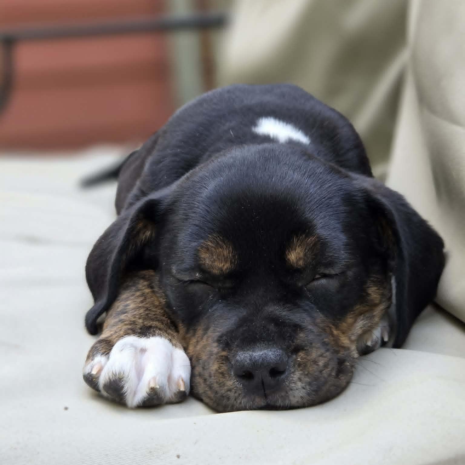 Bertha, a Adoptable mixed breed in Schenectady, NY image 4/6