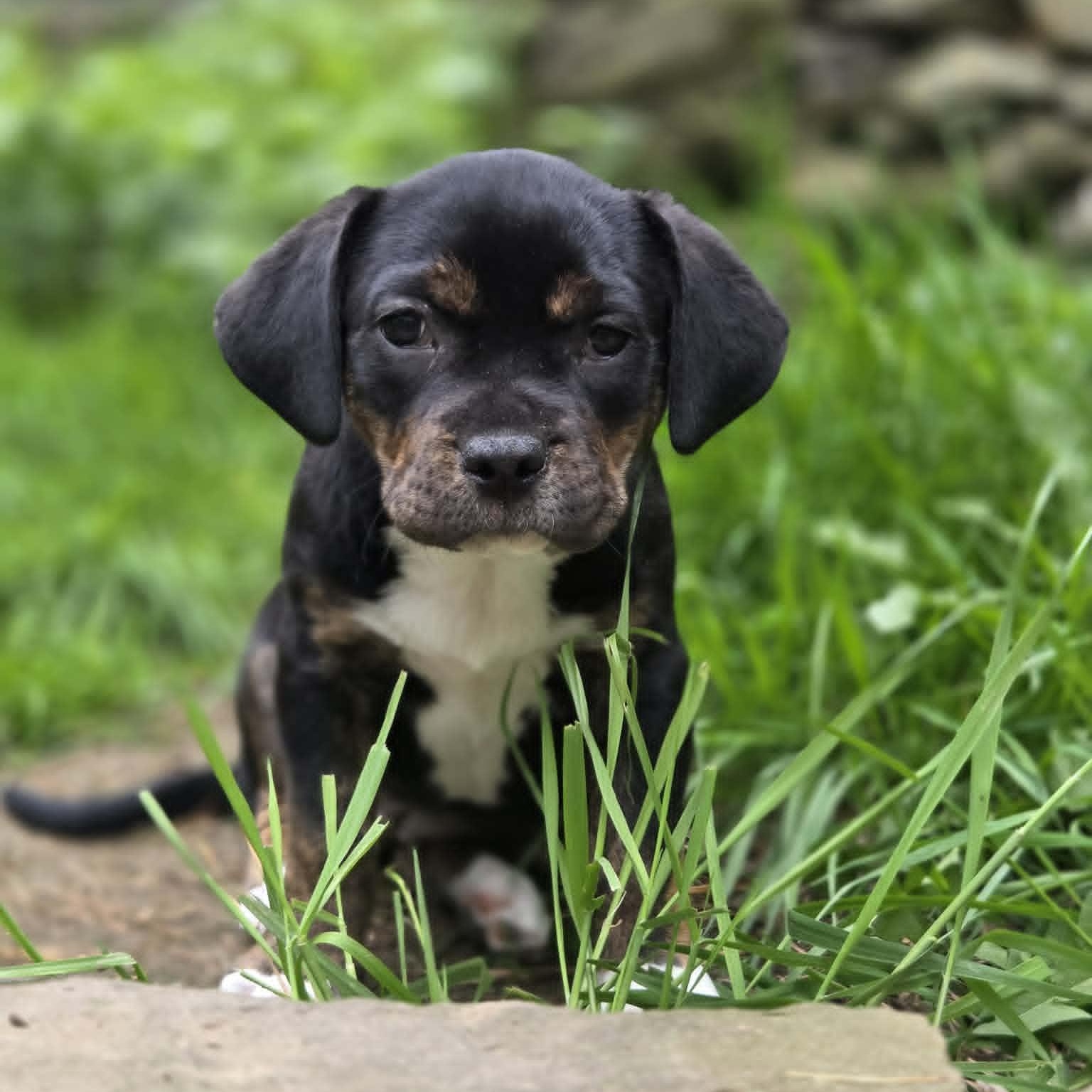 Bertha, a Adoptable mixed breed in Schenectady, NY image 2/6