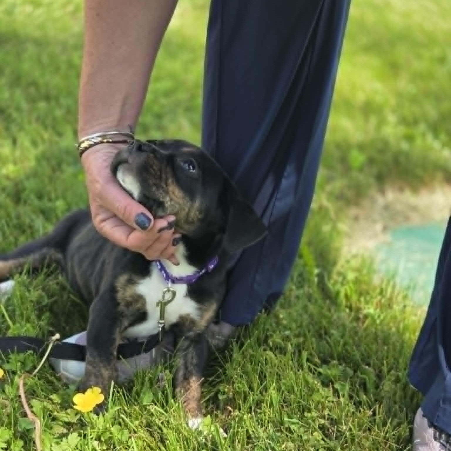 Bertha, a Adoptable mixed breed in Schenectady, NY image 6/6