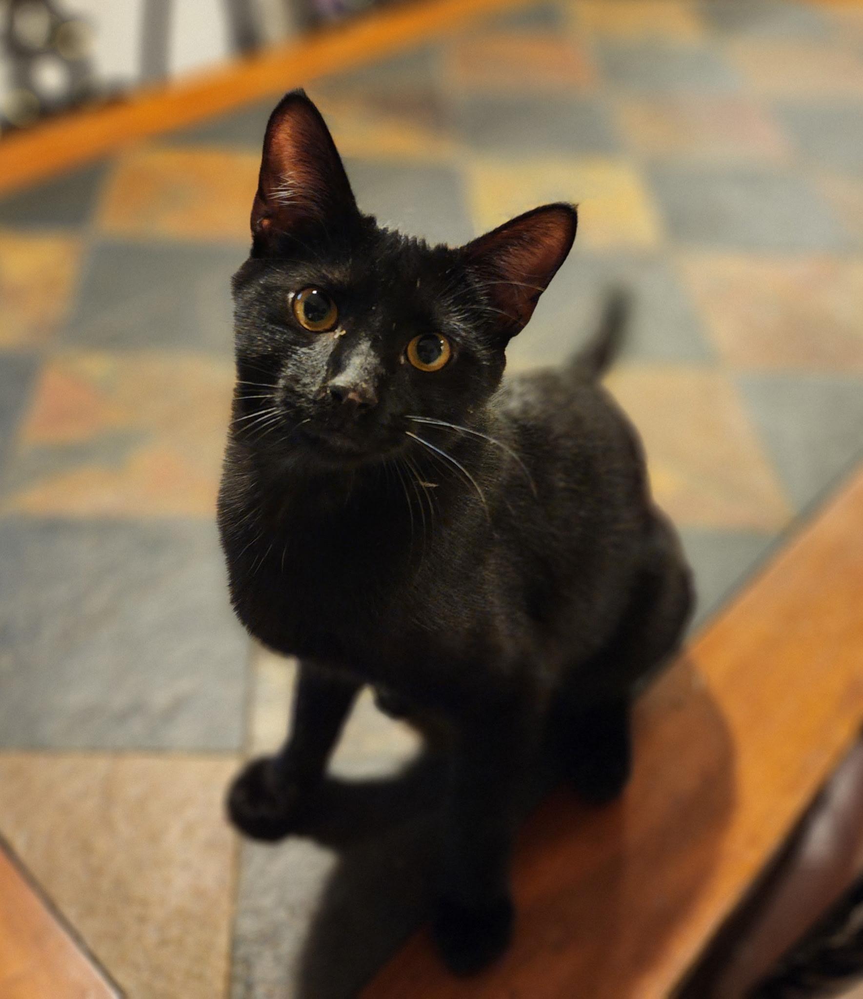 Raven, adoptable, Kitten Male Domestic Short Hair.