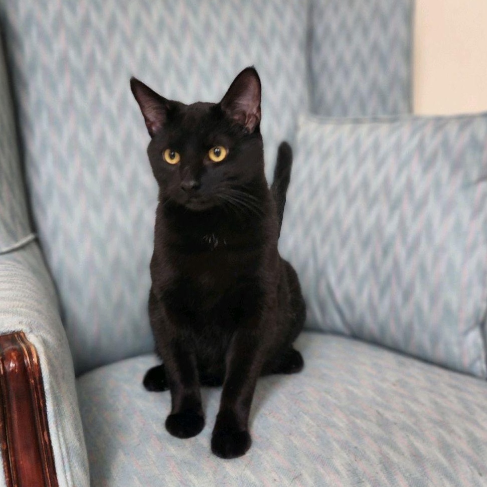 Raven, an adoptable Domestic Short Hair in Greenwood, IN image 1/4