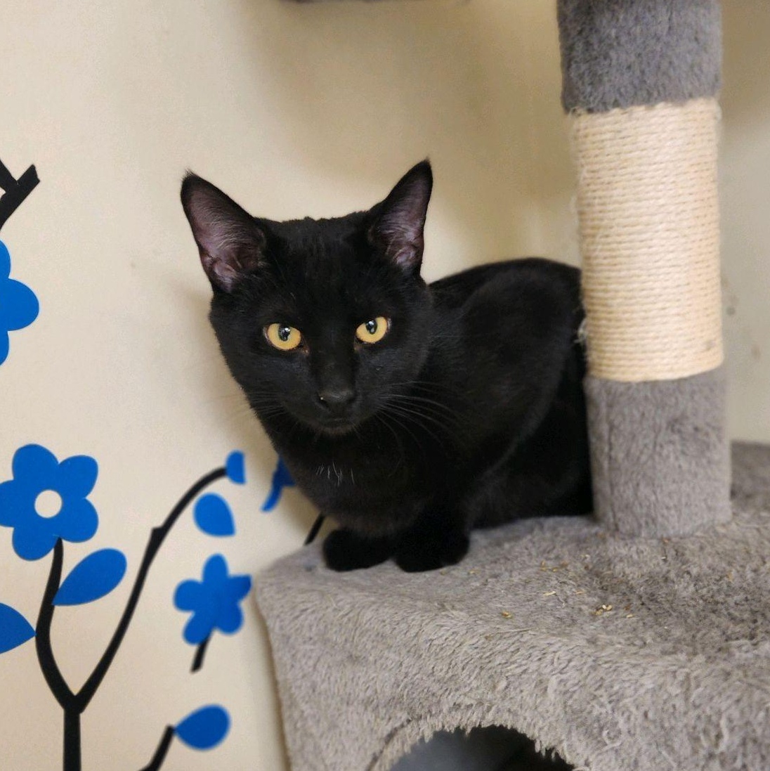 Raven, an adoptable Domestic Short Hair in Greenwood, IN image 2/4