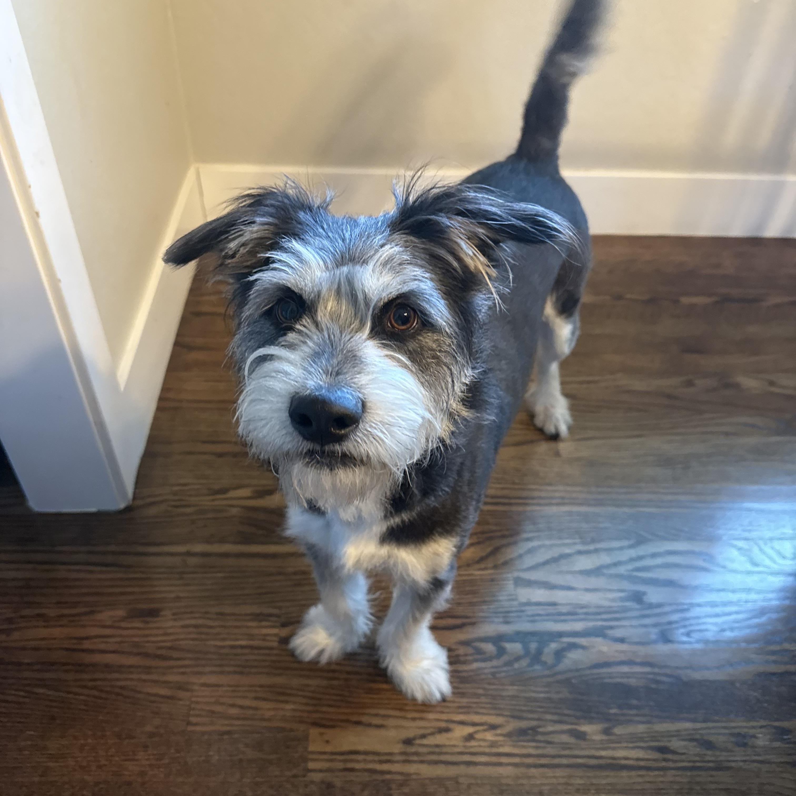 Enlarge Frank, an adopted mixed breed in San Jose, CA image 1/2