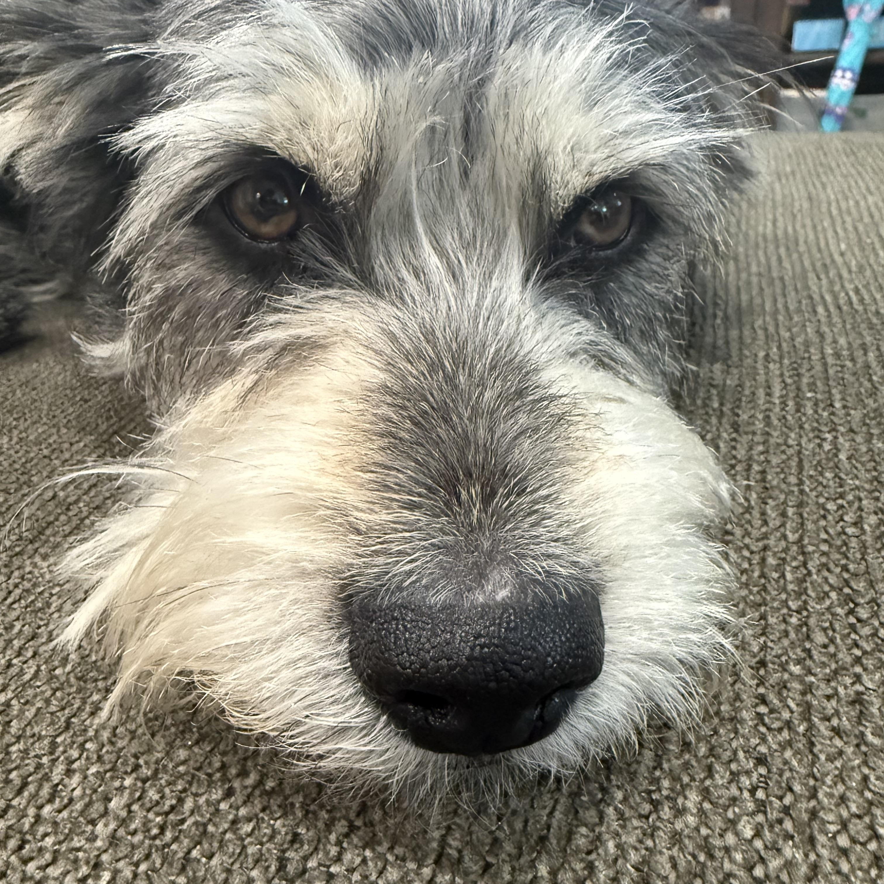 Enlarge Frank, an adopted mixed breed in San Jose, CA image 2/2