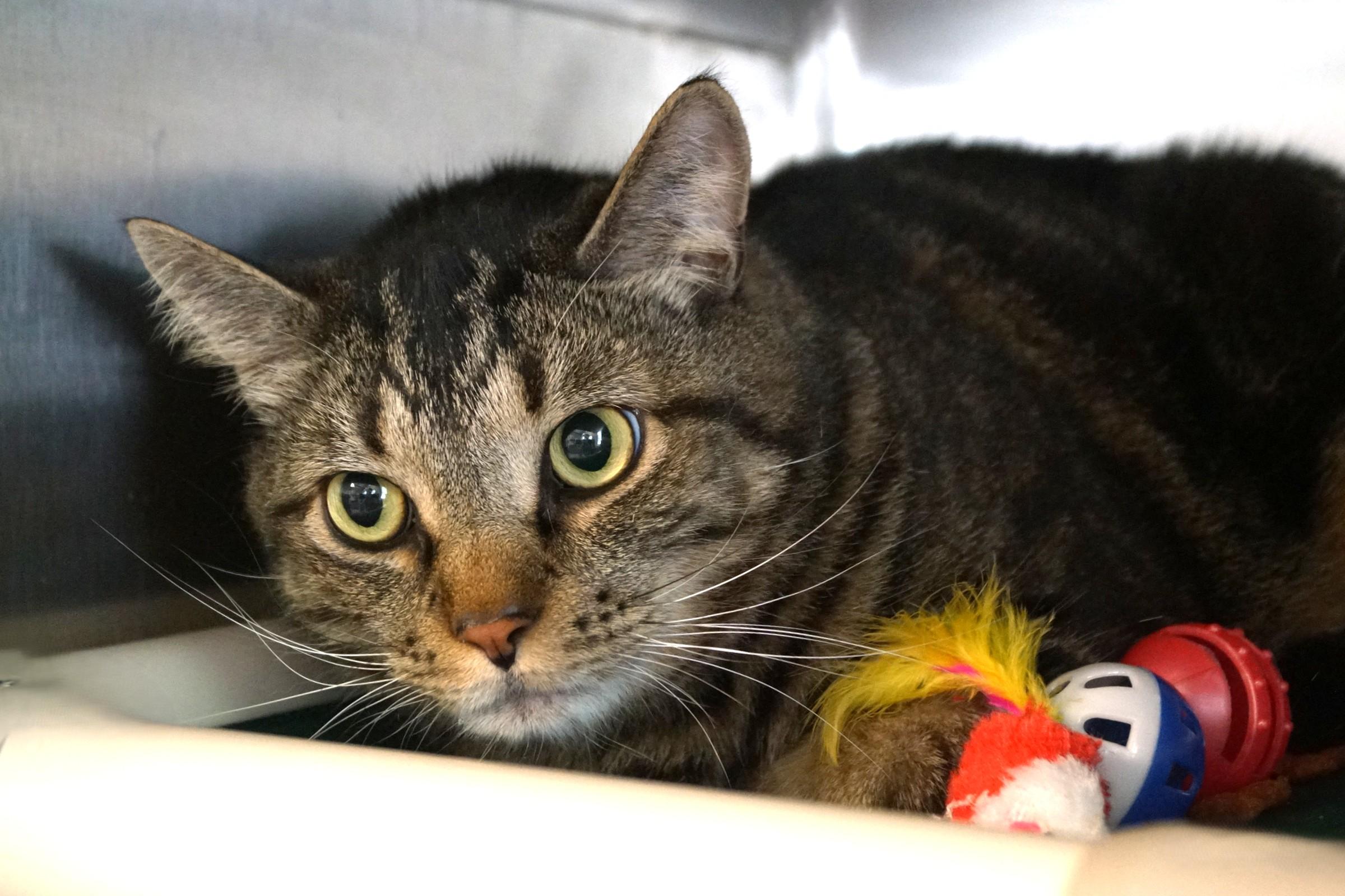 Enlarge Clyde, an adopted Tabby in New Milford, CT image 1/5